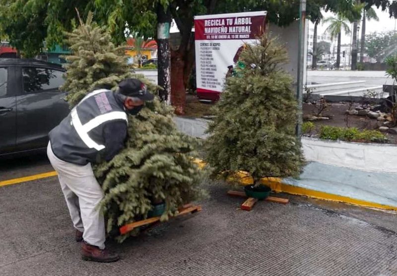 Photo of Colectan 400 árboles navideños en centros de acopio