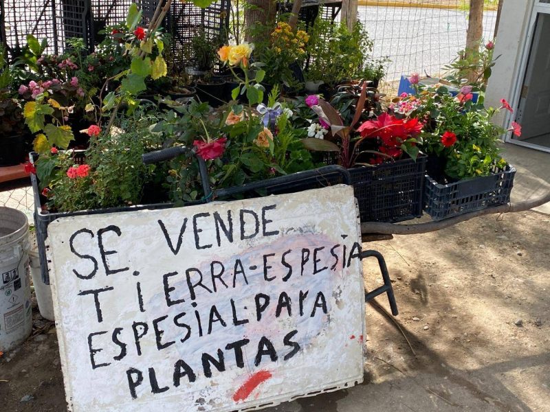Photo of ¡Ayuda a Don Valente! comprándole sus plantas