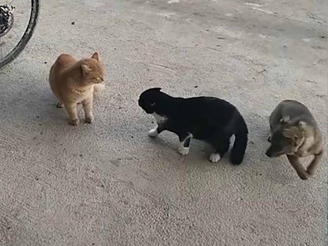 Photo of Perro intenta calmar a dos gatos a punto de pelear