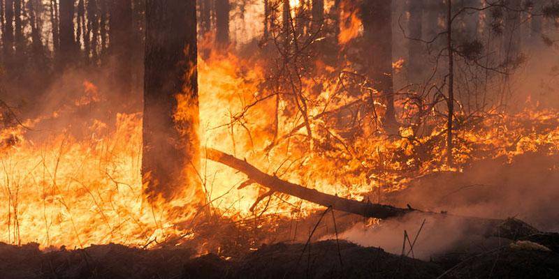 Photo of Incendios arrasan mil 500 hectáreas en Tamaulipas