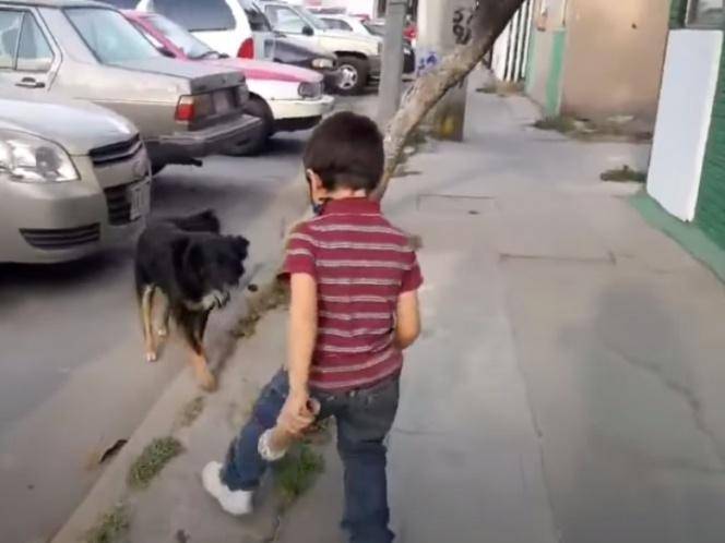 Photo of Niño hace reportaje sobre perritos callejeros