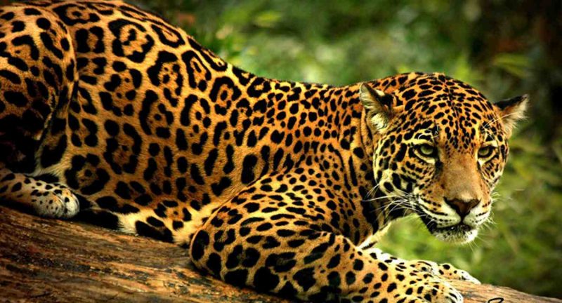 Photo of Promueve UAT conservación del jaguar en biosfera El Cielo