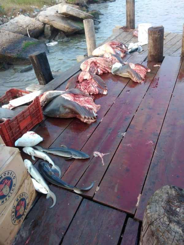 Photo of Encuentran tiburones muertos en playa Miramar