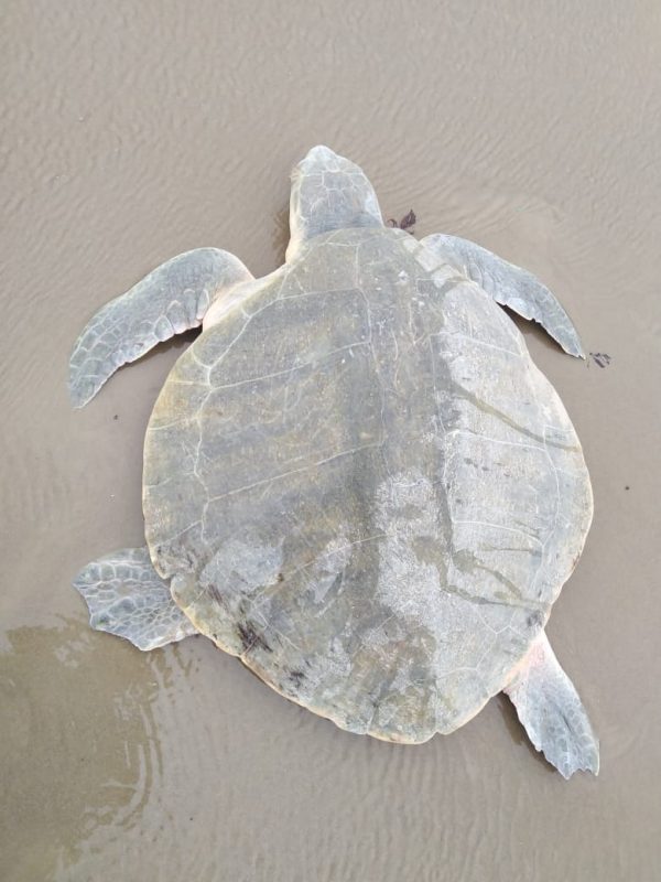 Photo of Vigilan autoridades arribo de tortugas a playa Miramar