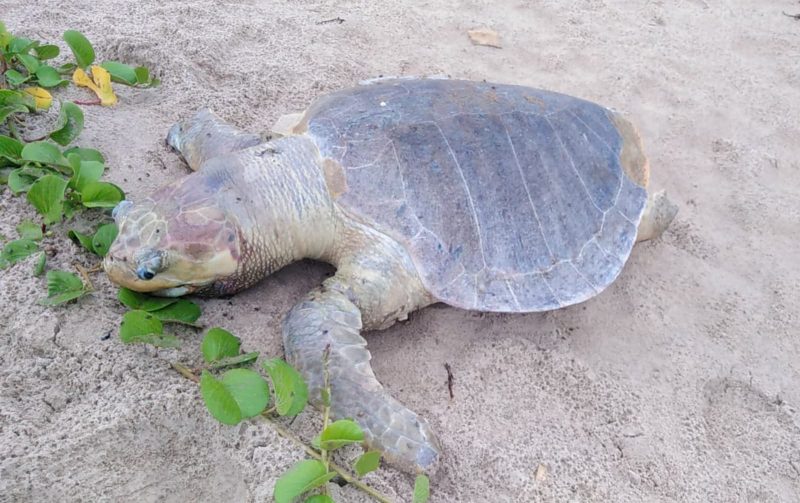Photo of Llaman a proteger tortugas Lora en playa Miramar