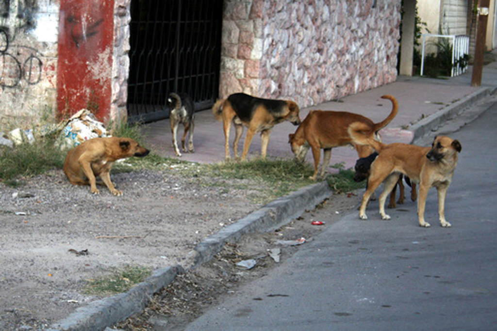 Photo of Perros callejeros abundan en Colonias