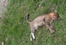 Photo of Más de 500 denuncias por maltrato animal en Tamaulipas