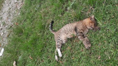 Photo of Denuncian envenenamiento masivo de mascotas