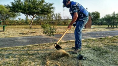 Photo of Buscan reforestar áreas naturales protegidas