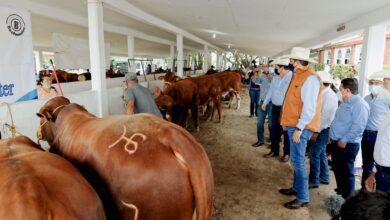 Photo of Fortalece Tamaulipas calidad genética de su ganado