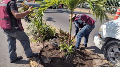 Photo of Continúa reforestación en urbe petrolera