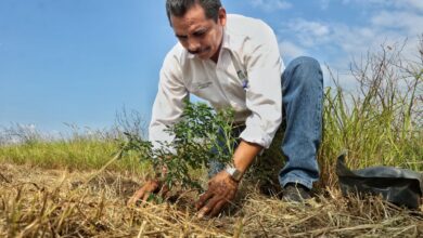Photo of Impulsan reforestación de parques estatales