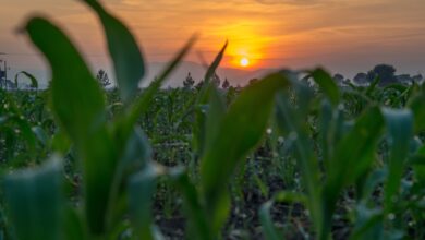 Photo of Implementan plan emergente a la sequía agrícola del Distrito 025