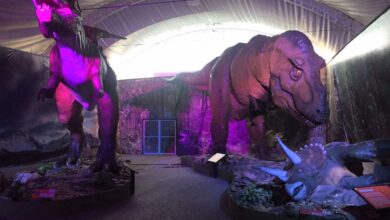 Photo of Dinosaurios llegarán a Tamaulipas en la próxima temporada vacacional