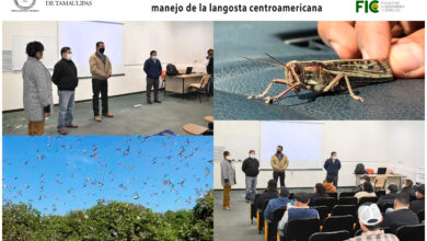 Photo of Brinda UAT capacitación técnica en manejo de la langosta centroamericana