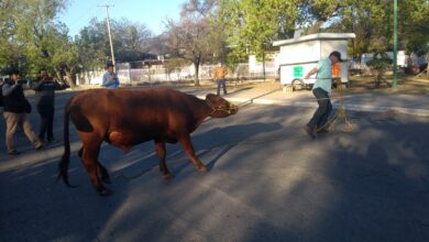 Photo of Lazan torete en el Praxedis Balboa