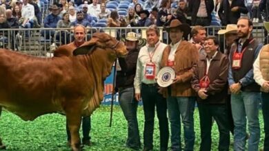 Photo of Tamaulipas asiste a exposición internacional de ganado en Houston