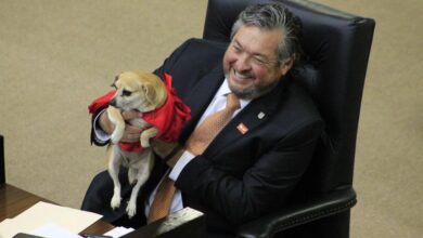 Photo of Fiscalía de Tamaulipas contará con perito veterinario para atender maltrato animal