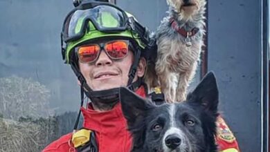 Photo of Querétaro tendrá primer juicio de maltrato animal por caso Athos y Tango