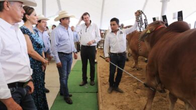 Photo of Recibe Tamaulipas a criadores de ganado Cebú de todo el país