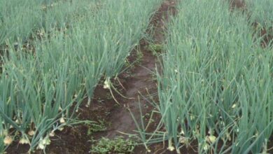 Photo of Productos del campo aumentan su precio por costos de fertilizantes