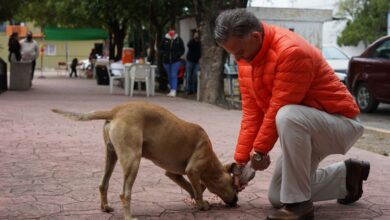 Photo of Ofrece Arturo Diez penas más severas para quien maltrate animales