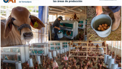 Photo of Fortalece UAT las áreas de producción de la Facultad de Veterinaria