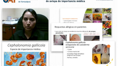Photo of Reporta UAT el primer hallazgo en México de avispa de importancia médica