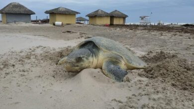 Photo of Piden no molestar tortugas en playa Miramar