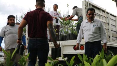 Photo of Contribuye Tamaulipas con Programa de Recuperación de Ecosistemas de Manglar