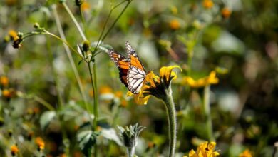 Photo of Es Tamaulipas pionero en cuidado y preservación de la Mariposa Monarca