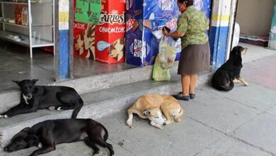 Photo of Se espera cumplir con la meta de vacunación antirrábica canina y felina para septiembre