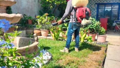 Photo of Familias Maderenses son Beneficiadas con Acciones de Fumigación
