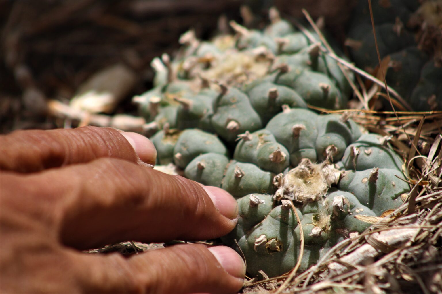 En México, el tráfico de peyote es un delito sin castigo