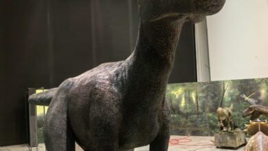 Photo of Llega “Tierra de Dinosaurios” a Ciudad Victoria