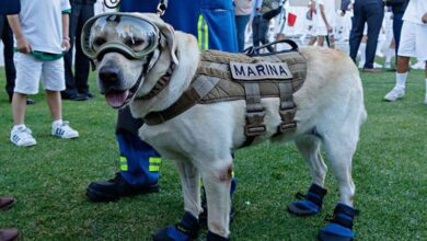Photo of Hasta siempre, heroína: Muere Frida, la perrita rescatista