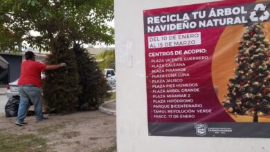 Photo of Continúa la recolección de Pinos Navideños Naturales en Ciudad Madero