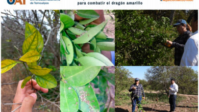 Photo of Experimenta UAT bioinsecticida para combatir el dragón amarillo