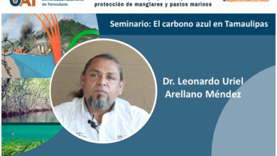 Photo of Estudia la UAT propuestas para la protección de manglares y pastos marinos