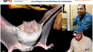 Photo of Estudia UAT la importancia de los murciélagos en ecosistemas de Tamaulipas