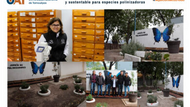 Photo of Crean espacios sustentable para especies polinizadoras