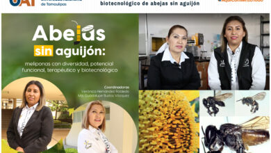 Photo of Explora la UAT potencial terapéutico y biotecnológico de abejas sin aguijón