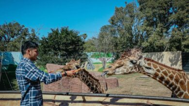 Photo of Concluye etapa de intercambio de la jirafa Rafa en Zoológico Tamatán