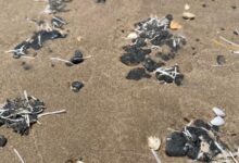 Photo of Presidenta ordena investigación por derrame de hidrocarburo en el Golfo de México