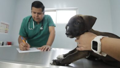 Photo of Hospital veterinario de la UAT ofrece servicios de calidad a bajo costo
