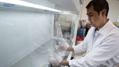 Photo of Estudia la UAT nuevos compuestos en especies de insectos comestibles