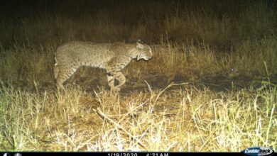 Photo of Aumenta presencia de felinos y aves en parque eólico Tres Mesas