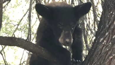 Photo of Localizan osezno en panteón de Padilla