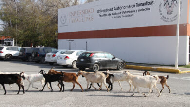 Photo of Produce la UAT cabritos de calidad suprema