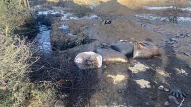 Photo of Fugas de hidrocarburo contaminan litoral